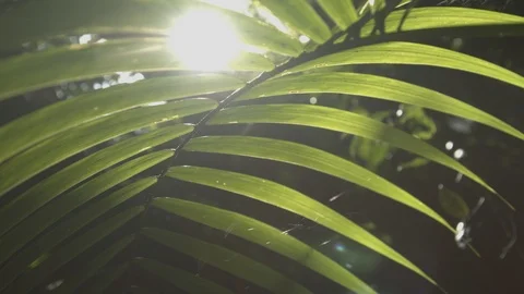 Tree leaf in the atlantic forest Video stock 127473457