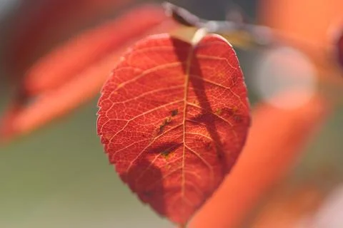 Tree leaf autumn back light colorful leaves red Stock Photos