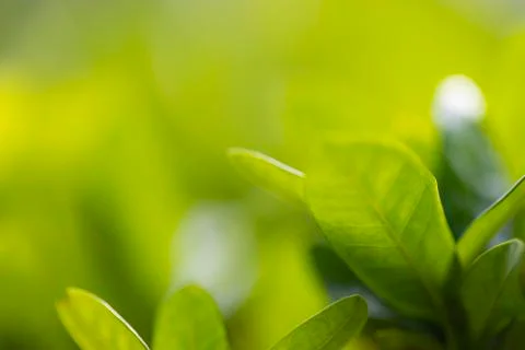 Tree leaf background and texture. Stock Photos