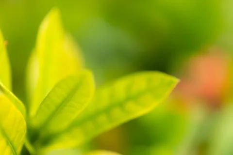 Tree leaf background and texture and copy sapce. Stock Photos