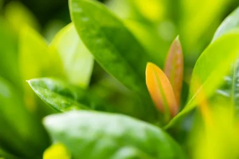 Tree leaf background and texture, solf focus with macro lense. Stock Photos
