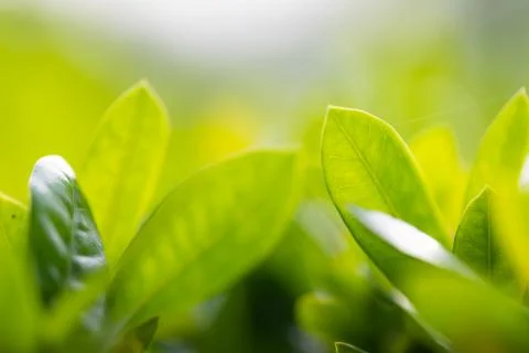 Tree leaf background and texture. Stock Photos