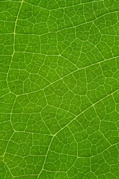 Tree leaf background Stock Photos