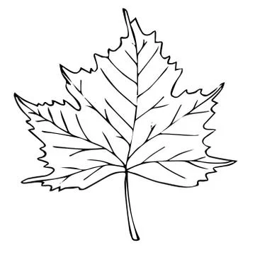 Tree leaf black line isolated sketch Stock Illustration