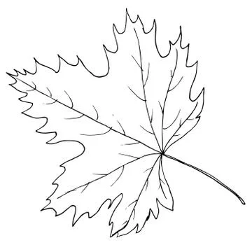 Tree leaf black line isolated Stock Illustration