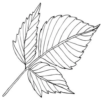 Tree leaf black line isolated Stock Illustration