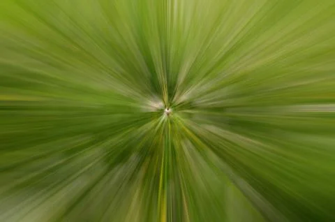 Tree leaf blurred for nice green color background Stock Photos