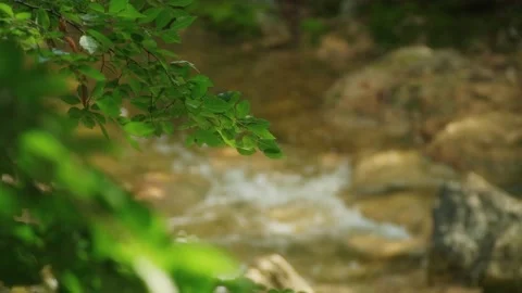 Tree leaf branch and river stream in the forest.  Stock Footage 134994942