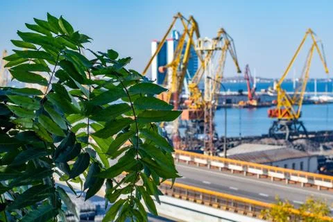 Tree leaf branch in front of blurred background of industrial port landscape Foto stock