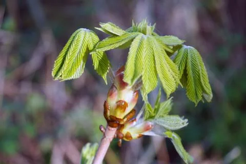 Tree leaf buds in the spring 스톡 사진