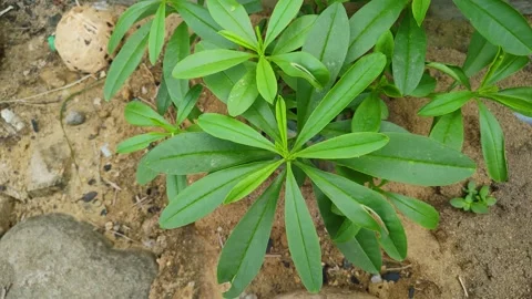 A tree leaf can be used as medicine Stock Footage 239925459