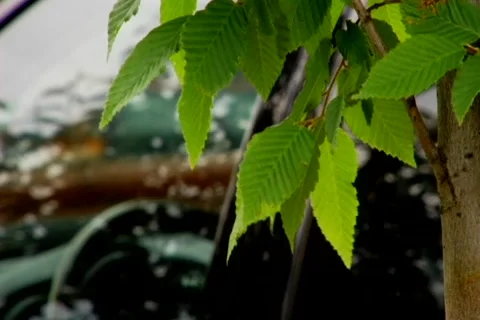 Tree leaf to car RackFocous Stock Footage 6929909