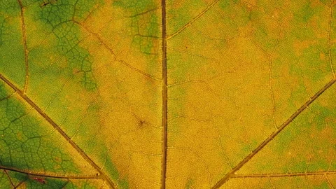 Tree leaf changing color during fall. Green autumn leaves getting yellow orange Video stock 164305474