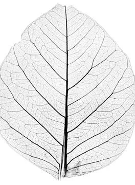 Tree leaf close up Stock Photos