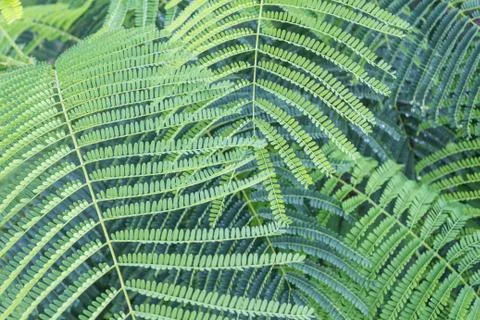 Tree leaf closeup Stock Photos