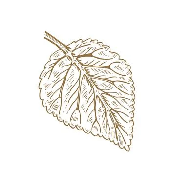 Tree leaf. Dahlia. Vector illustration. Sketch graphics. Stock Illustration
