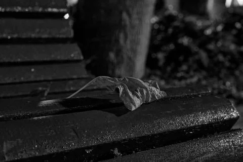 Tree leaf fallen on bench in park Stock Photos