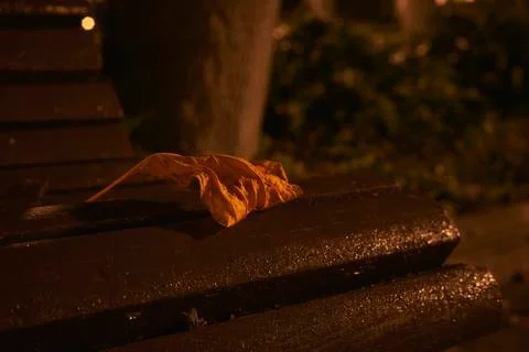 Tree leaf fallen on bench in park Stock Photos