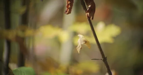 Tree leaf fallen from tree close-up 4K video Stock Footage 320594980
