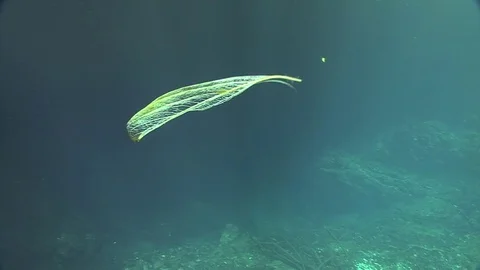 A tree leaf floating underwater Stock Footage 83120176