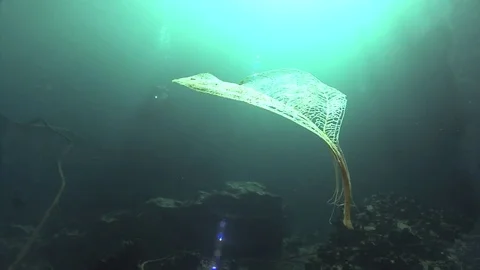 A tree leaf floating underwater Stock Footage 83120223