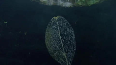 A tree leaf floating underwater Stock Footage 83120334