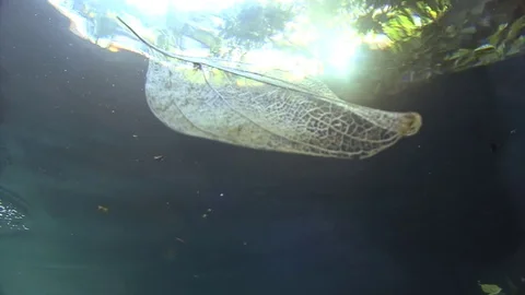A tree leaf floating underwater Stock Footage 83120353