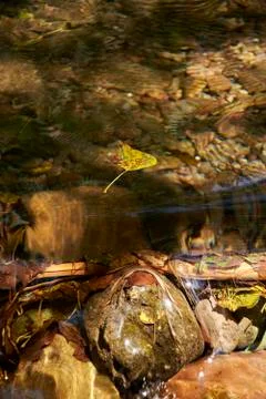 Tree leaf floating on the water of a river Stock Photos