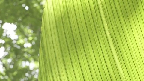 Tree leaf Stock Footage 80985301