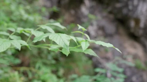 Tree leaf 動画素材 285463182