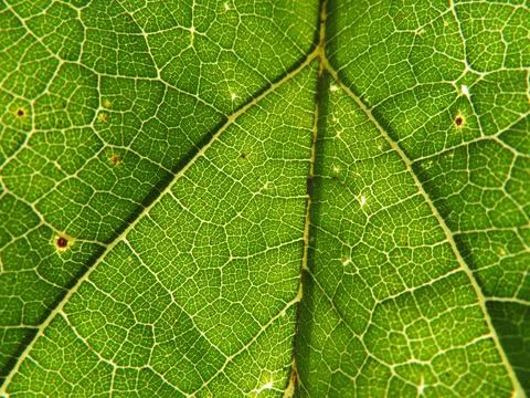 Tree leaf in the foreground translucent green nerves macro Stock Photos