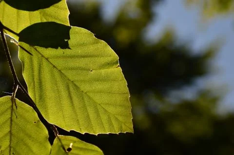 Tree leaf in forest Foto stock