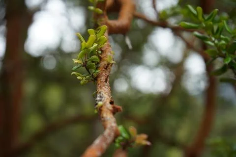 Tree leaf on forest in San martin de los andes, Pataonia, Argentina Foto stock