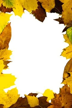 Tree Leaf Frame On White Background Stock Photos