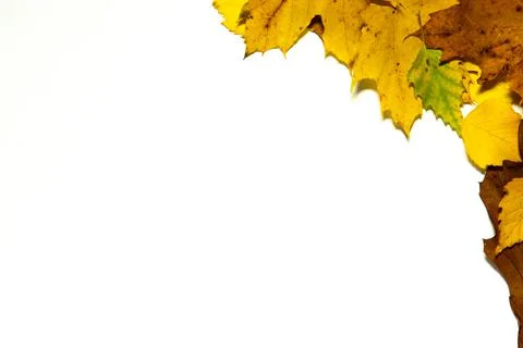 Tree Leaf Frame On White Background Stock-Fotos