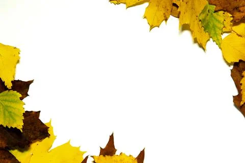 Tree Leaf Frame On White Background Stock Photos