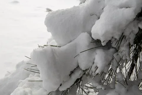 A tree leaf full of snow Stock Photos