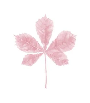 Tree leaf of a gentle shade. Light pink plant. Detail for wedding invitation Stock Photos
