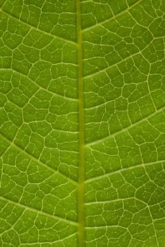 Tree leaf green background Stock-Fotos