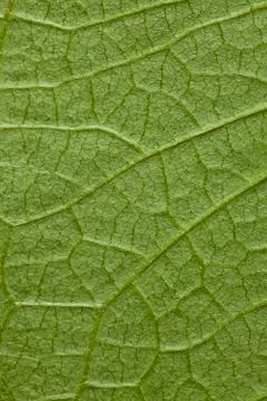 Tree leaf green background Stock Photos