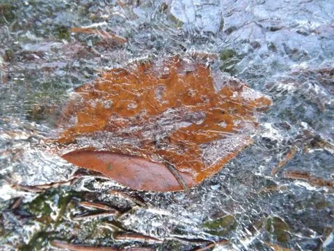Tree leaf in ice Stock Photos