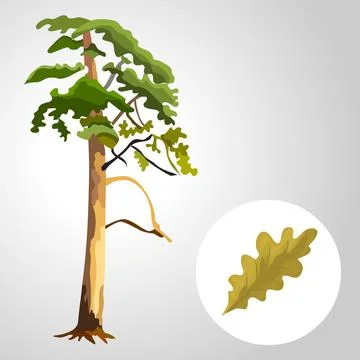 Tree with leaf isolated illustration Stock Illustration