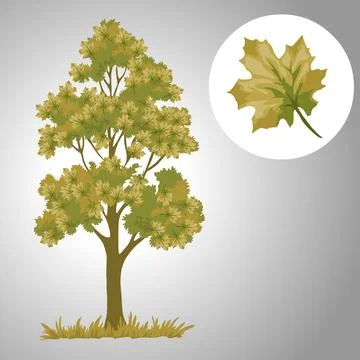 Tree with leaf isolated illustration 스톡 일러스트