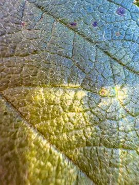 Tree leaf in macro photography. Poster, banner with a natural concept. Vertical Stock Photos