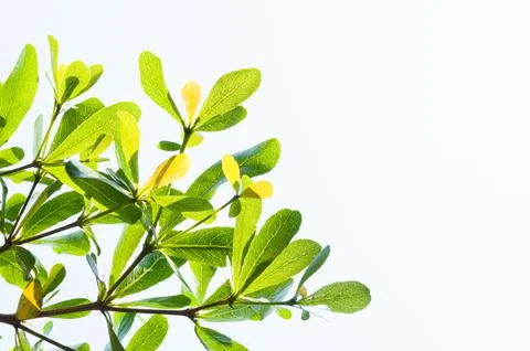 Tree leaf from nature use as background, eco concept Stock Photos