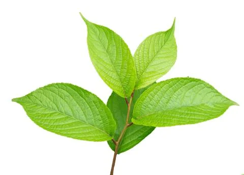 Tree leaf Stock Photos