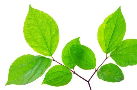 Tree leaf Stock Photos