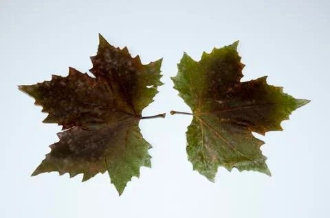 Tree leaf 写真素材