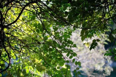 Tree leaf Stock Photos