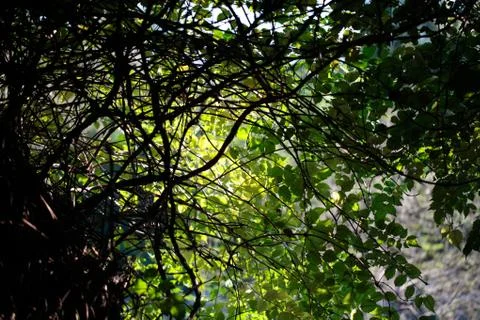 Tree leaf Stock Photos